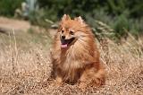 SPITZ ALLEMAND 471